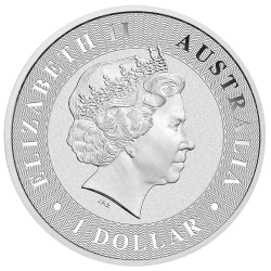 Australian Silver Kangaroo, back
